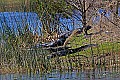 _MG_3991 alligators on island at the viera wetlands.jpg