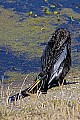 _MG_5168 male anhinga in breeding plummage.jpg