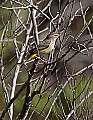 _MG_5423 yellow-rumped warbler.jpg