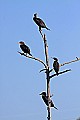 _MG_6016 double-breasted cormorants in tree.jpg