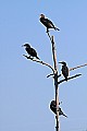 _MG_6018 double-breasted cormorants in tree.jpg