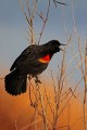 _MG_6272 red-winged blackbird singing 72 dpi.jpg
