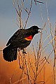 _MG_6272 red-winged blackbird singing.jpg