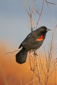 _MG_6278 red-winged blackbird.jpg