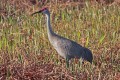 _MG_6678 sandhill crane in the viera wetlands.jpg