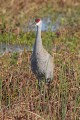 _MG_6830 sandhill crane in the viera wetlands.jpg