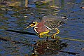 _MG_7139 little green heron eating a fish.jpg