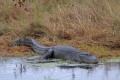 _MG_8386 american alligator at the Viera Wetlands.jpg