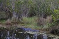 _MG_8458 american alligator at the Viera Wetlands.jpg