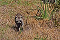 IMG_4788 raccoon mama.jpg