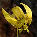 _MG_0029 trout lily.jpg