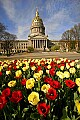_MG_0400 capitol dome and tulips.jpg