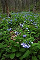 _MG_0534 bluebells cover forest floor.jpg