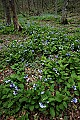 _MG_0536 bluebells cover forest floor.jpg