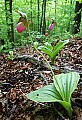 _MG_0899 pink lady's slippers.jpg