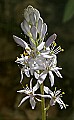 _MG_2235 wild hyacinth.jpg