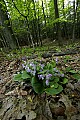 _MG_4505 showy orchis.jpg