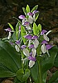 _MG_4607 showy orchis.jpg