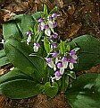 _MG_4614 showy orchis.jpg