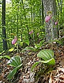 _MG_4938 pink lady's slippers.jpg