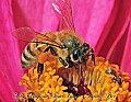 _MG_8110 honeybee on zinnia 13x10.psd