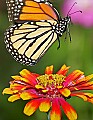_MG_8304 monarch flying and zinnia vertical.jpg