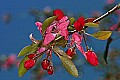 _MG_9505 crabapple blossoms.jpg