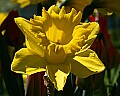 _MG_9544 daffodil.jpg