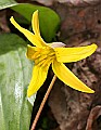 _MG_9968 trout lily.jpg