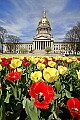 _MG_9994 capitol dome and tulips.jpg