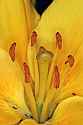 _MG_3683 yellow lily.jpg
