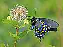_MG_3775 swallowtail on buttonbush.jpg
