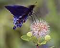 _MG_3791 swalowtail butterfly and buttonbush.jpg