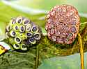 _MG_6411 waterlily seed pods.jpg