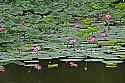 _MG_6424 water lilies pink.jpg