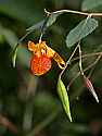_MG_9214 spotted touch-me-not flower with seed pods.jpg