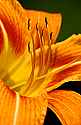 DSC_1266 orange daylily.jpg