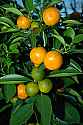 DSC_3038 ripening oranges.jpg