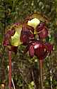 DSC_9459 pitcher plant  bloom.jpg