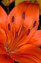 _MG_1215 orange lily pistil and stamen.jpg