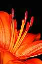 _MG_1218 orange lily pistil and stament.jpg