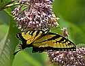 _MG_7216 eastern tiger swallowtail on milkweed blossoms.jpg