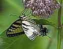 _MG_7227 eastern tiger swallowtail on milkweed blossoms.jpg