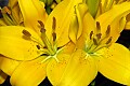 _DSC3694 yellow lilies.jpg