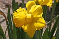 _MG_8686 yellow daffodil.jpg