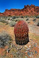 DSC_0436 red cactus.jpg