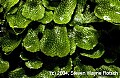 DSC_2003 dew covered lichen.jpg