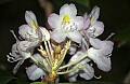 DSC_2545 great rhododendron.jpg