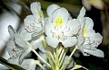 DSC_2551 great rhododendron.jpg