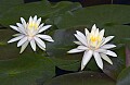 DSC_2920 white water lily.jpg